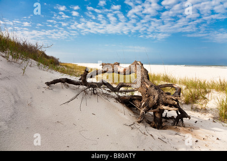 Treibholz gegen Seegras bedeckt Sanddünen am Strand von St. Joseph Peninsula State Park Port St. Joe Florida Stockfoto