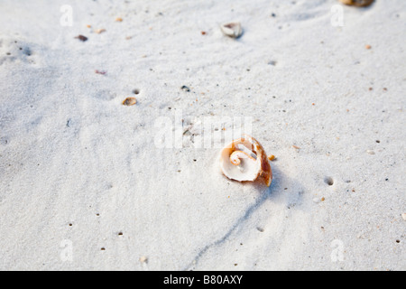 Shell auf abgelegenen weißen Sandstrand im St. Joseph Peninsula State Park in Port Saint Joe Florida Stockfoto