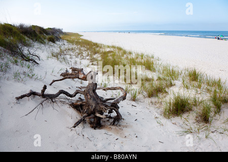 Treibholz gegen Seegras bedeckt Sanddünen am Strand von St. Joseph Peninsula State Park Port St. Joe Florida Stockfoto