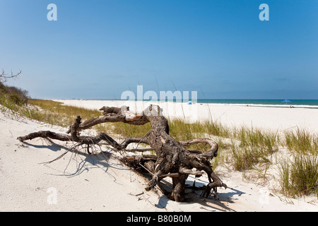 Treibholz gegen Seegras bedeckt Sanddünen am Strand von St. Joseph Peninsula State Park Port St. Joe Florida Stockfoto