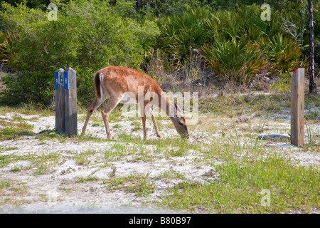 Weißer Schweif Hirsch auf Nahrungssuche auf öffentlichen Campingplatz in St. Joseph Peninsula State Park bei Port St. Joe Florida Stockfoto