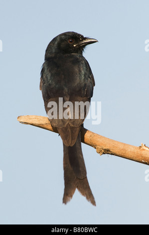 Dicrurus macrocercus. Schwarz Drongo Vogel thront auf einem Stick in der indischen Landschaft. Andhra Pradesh, Indien Stockfoto