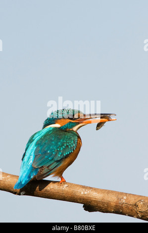 Gemeinsame Europäische Kingfisher thront auf einem Stick mit einem Fisch im Schnabel, über einen Brunnen in der indischen Landschaft. Andhra Pradesh, Indien Stockfoto