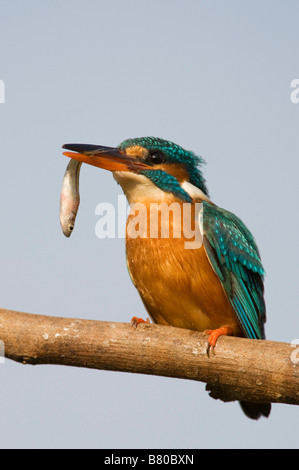 Gemeinsame Europäische Kingfisher thront auf einem Stick mit einem Fisch im Schnabel, über einen Brunnen in der indischen Landschaft. Andhra Pradesh, Indien Stockfoto