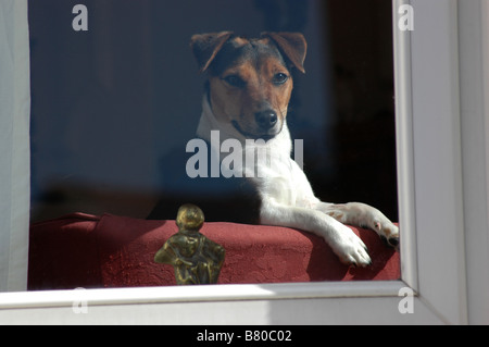 A Buchse-Russell-Terrier, aus dem Fenster beobachten. Stockfoto