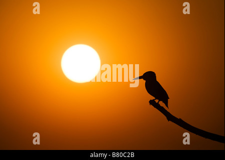 Silhouette der Eisvogel auf einem Stick über einen Brunnen in der indischen Landschaft thront bei Sonnenuntergang. Andhra Pradesh, Indien Stockfoto