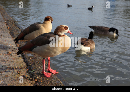 Ägyptische Gänse Alopochen Aegyptiacus am Ufer der Twickenham Surrey England Stockfoto