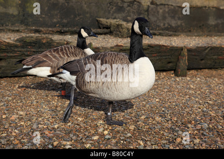 Kanadische Gänse auf dem Damm von Twickenham Surrey England Stockfoto