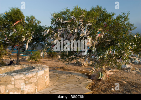 Wünschen Sie Bäume auf der Wind in der Nähe von Saint Elias (Profitis Ilias) alte Kirche auf dem Felsen in Pissouri, Protaras, Süd-Zypern Stockfoto