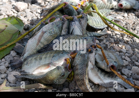 Frischer Fisch auf See Ziway Äthiopien Afrika Stockfoto