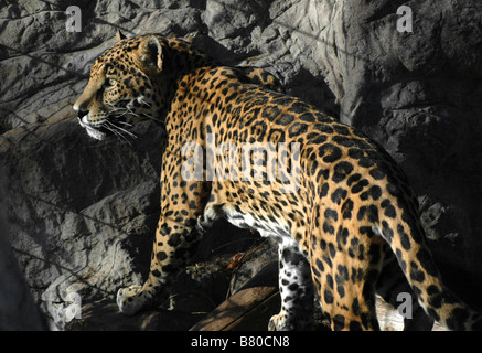 Ein Jaguar vom Denver Zoo in den Schatten der Käfig Bars. Stockfoto