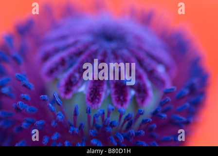 Nahaufnahme von bunten Herzen ein Feld Mohn Stockfoto