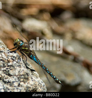 Schöne helle farbige Libelle ruht auf einem Felsen Stockfoto
