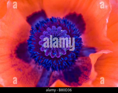 Nahaufnahme von bunten Herzen ein Klatschmohn (aka Feld Mohn) Stockfoto