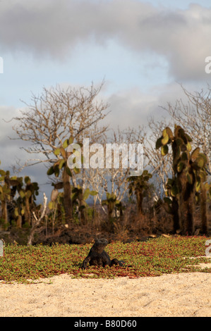 Galapagos Marine iguana, Amblyrhynchus cristatus Hassi, kriecht in Richtung Strand bei Dragon Hill, Insel Santa Cruz, Galápagos-Inseln im September Stockfoto