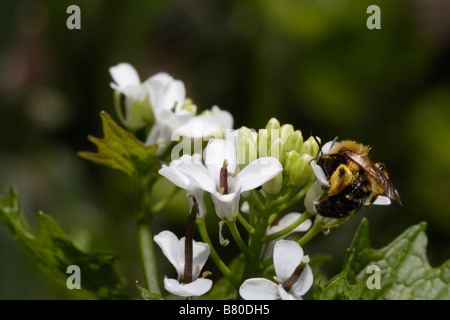 Dasypoda Hirtipes, eine wilde und einsame Biene Stockfoto