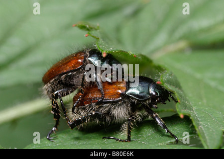 Zwei Juni Wanzen Paarung (Phyllopertha Horticola) Stockfoto