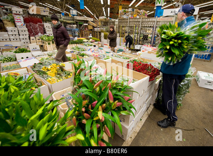 Ein Mann blickt durch eine Auswahl von Blumen an Londons neue Covent Garden Flower Market London UK. Stockfoto