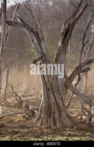 Trockene Saison Ranthambhore National Park, Indien Stockfoto