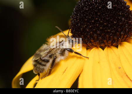 Wilde Biene, Colletes Daviesanus, auf einem Echinacea. Stockfoto