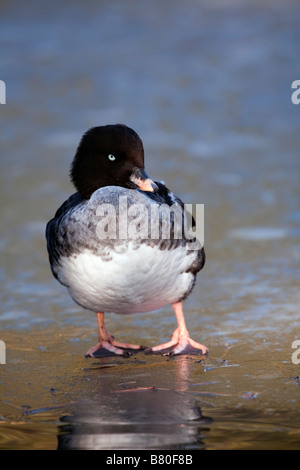 Barrows Goldeneye Bucephala Islandica weiblich auf Eis Stockfoto