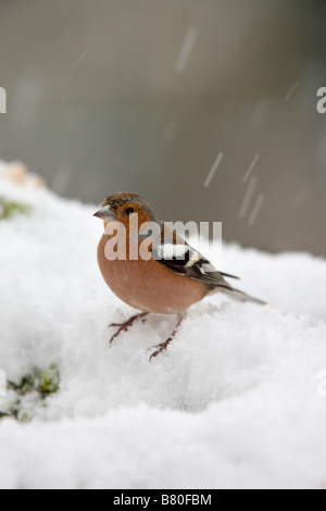 Buchfink Fringilla Coelebs Männchen im Schnee Stockfoto