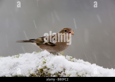 Buchfink Fringilla Coelebs weibliche im Schnee Stockfoto