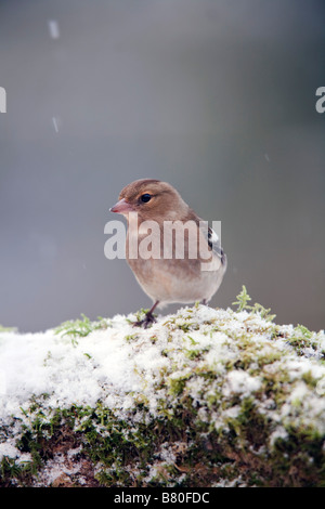 Buchfink Fringilla Coelebs weibliche im Schnee Stockfoto