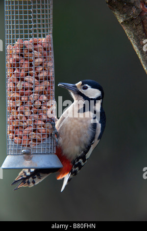 Buntspecht Dendrocopos großen auf Erdnuss feeder Stockfoto