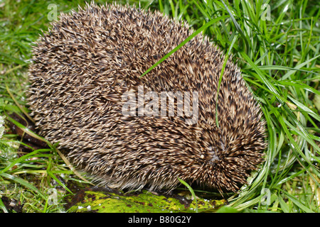 Europäische Igel (Erinaceus Europaeus) Stockfoto