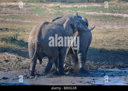 Elefanten zu kämpfen Stockfoto