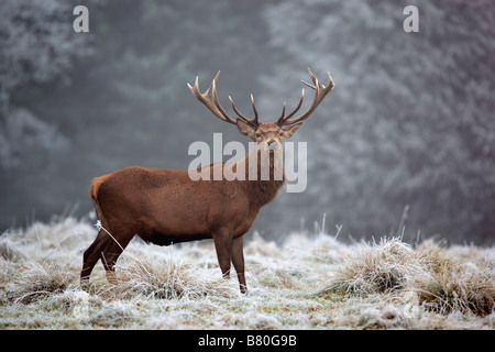 Rothirsch Cervus Elaphus Hirsch im winter Stockfoto