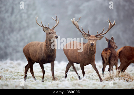 Rothirsch Cervus Elaphus Hirsche im winter Stockfoto