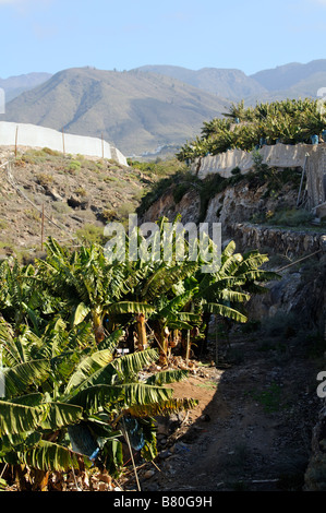 Bananenplantage teilweise unter Netting Abdeckungen auf der südlichen Küste von Teneriffa Kanaren Stockfoto