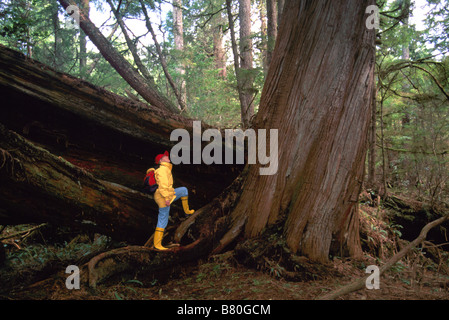 Wanderer, Nachschlagen von Western Red Cedar Baumriesen im Pacific Rim National Park Reserve auf Vancouver Island in British Columbia Kanada Stockfoto