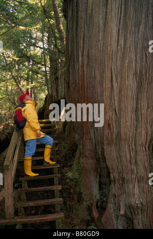 Wanderer, Nachschlagen von Western Red Cedar Baumriesen im Pacific Rim National Park Reserve auf Vancouver Island in British Columbia Kanada Stockfoto