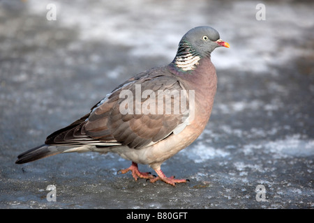 Ringeltaube Columba Livia auf Eis Stockfoto