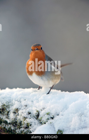 Robin Erithacus Rubecula im Schnee Stockfoto