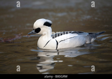 Zwergsäger Mergus Albellus männlichen schwimmen Stockfoto