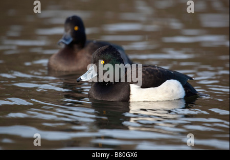 Reiherenten Aythya Fuligula schwimmen Stockfoto