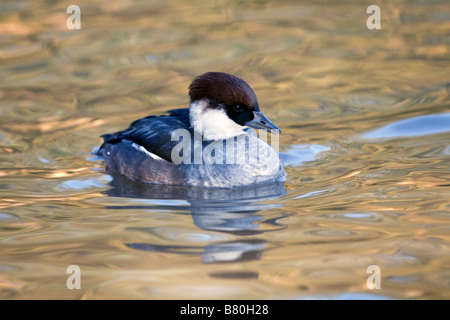 Zwergsäger Mergus Albellus weibliche schwimmen Stockfoto