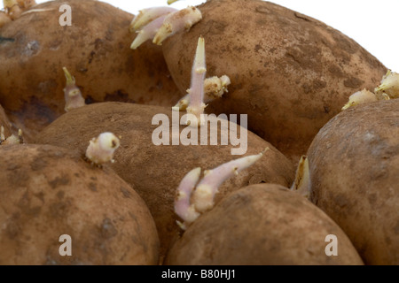 Wachstum neuer Triebe sprießen aus einer Reihe von Kartoffeln Stockfoto