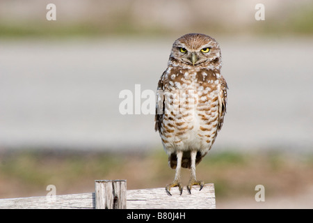 Kanincheneule thront auf alte Wegweiser Stockfoto