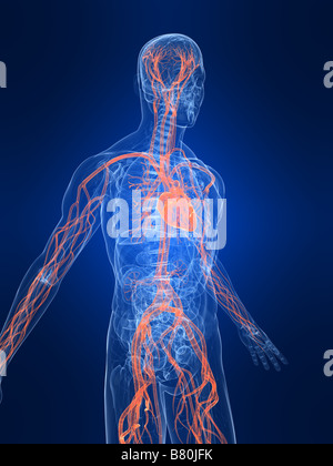 Anatomie des Menschen transparent Stockfoto