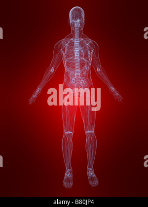 hervorgehobene Anatomie Stockfoto