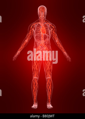 hervorgehobene Anatomie Stockfoto