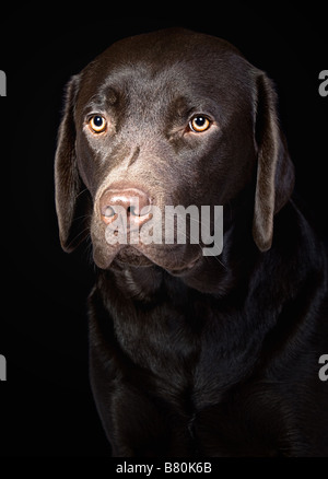 Süße Schokolade Labrador Retriever Stockfoto