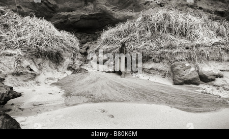 Schwarz / weiß Landschaftsfoto Sand fließt aus einem Stream Mund an einem Strand an der Küste Oregons.  Lincoln City, Oregon, USA. Stockfoto