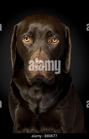 Gut aussehend Chocolate Labrador vor schwarzem Hintergrund Stockfoto