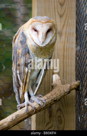 Eine gemeinsame Schleiereule der Vereinigten Staaten Eastern Nebraska USA 23. September 2008 Stockfoto